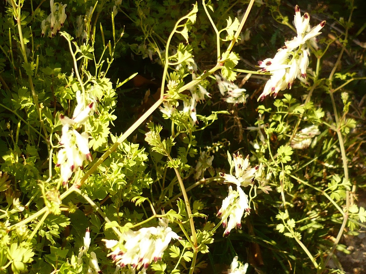 Fumaria capreolata (Papaveraceae)